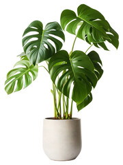 PNG Monstera in a pot plant leaf white background.
