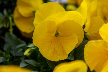 Garden Pansy (Viola tricolor var. hortensis) in Vaduz, Liechtenstein