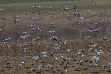 Rural mosaic. Pigeon flight. Messy formation. Flock of birds.