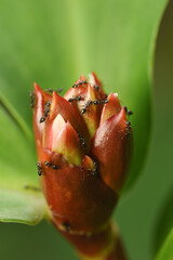 Group of Black Ants on Red Flower with Green Leaves