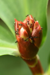 Group of Black Ants on Red Flower with Green Leaves