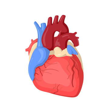 Realistic human heart - flat vector illustration. An internal organ that pumps blood.