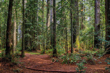Giant ancient sequoia trees in the Redwoods Forest in California