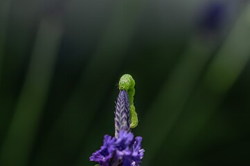close up of a bud