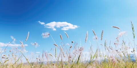 Field of tall grass with blue sky background. Suitable for nature and outdoor themes