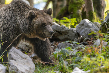 Slovenian brown bear