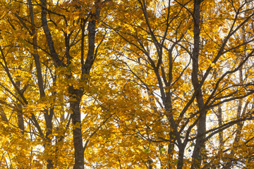 A view to a deciduous boreal forest canopy during fall foliage in rural Estonia, Northern Europe