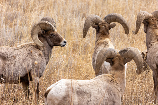Bighorn Sheep Large Horns in Colorado