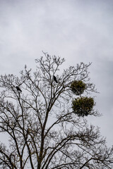 Misteln auf einem Baum