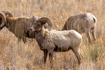Wildlife of Colorado Rocky Mountains Bighorn Sheep Population 2024