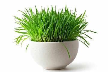 A small potted plant sits among vibrant green cat grass, creating a tranquil oasis of nature in a simple and elegant setting