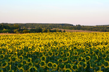 Fototapeta premium sunflower field in the sunset copy space 