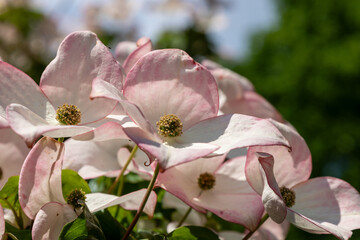 Pink and white dogwood flowers blooming in the summer garden