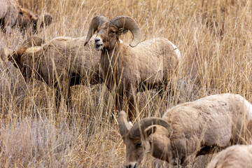 Bighorn Sheep Herd in Open Field in Colorado Rocky Mountains