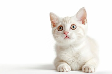 white cat with wide eyes and a surprised expression on its face, giving the impression of being caught off guard by something unexpected