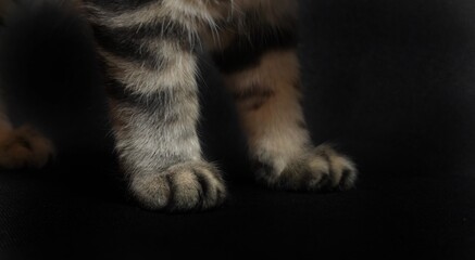 Katze Pfoten 
