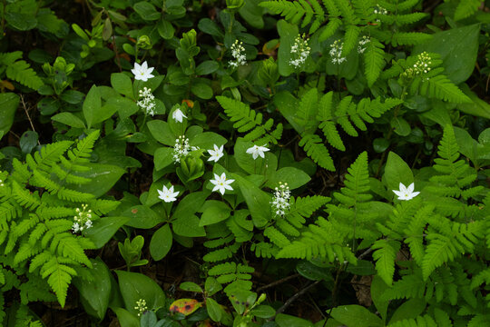 Flowering Arctic starflowers and May lilies covering a forest floor near Kuusamo, Northern Finland