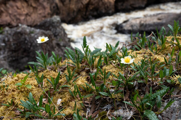 A gentle Mountain avens flowering in front of Kiutaköngäs waterfall on a summer day in Oulanka National Park, Northern Finland	