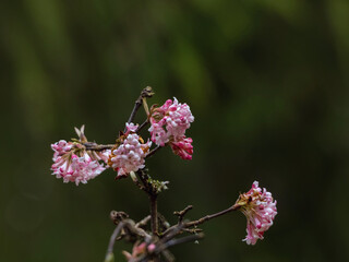 Erste blühende Sträucher im Februar, pink rosa Farben