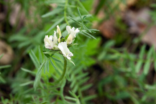 Close-up of Alpine milkvetch, Astragalus alpinus ssp. arcticus flowers in Oulanka National Park, Northern Finland