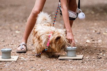 Professional training for dogs in nosework. An activity to find tasty treats by smell. Fun and...