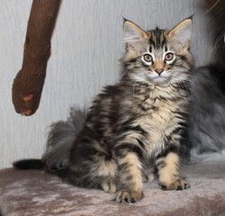 Kitten beautiful 
