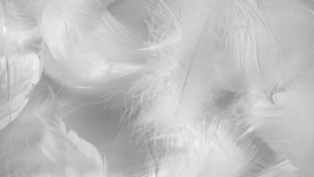 White bird feather close-up. Soft bird fluff. Feather waving in the wind, Selective focus