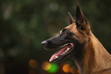 a belgian shepherd malinois dog head profile portrait against a green background