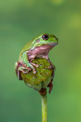 White's tree frog (Litoria caerulea), also known as the Australian green tree frog, simply green tree frog in Australia, or dumpy tree frog