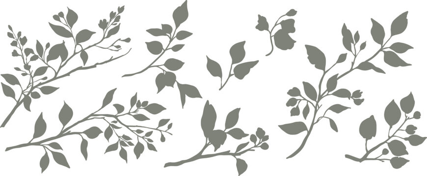 Set of silhouettes of branches and leaves. Hand drawn vector botanical elements