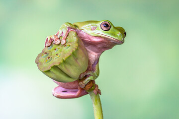 White's tree frog (Litoria caerulea), also known as the Australian green tree frog, simply green tree frog in Australia, or dumpy tree frog