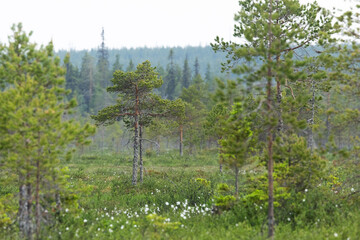 A summery bog with some Pine trees in front of a hill of N&auml;r&auml;ng&auml;nvaara near Kuusamo, Northern Finland