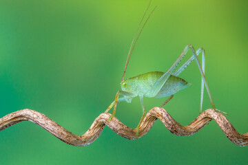Grasshoppers are insects with long, powerful back legs which they use for jumping. They generally live in dry habitats, such as fields, gardens and meadows