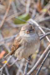 Sparrow sits on a branch without leaves.