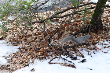 Yosemite, Californie