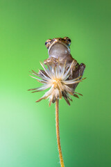 Polypedates leucomystax is a species in the shrub frog family Rhacophoridae. It is known under numerous common names, including common tree frog