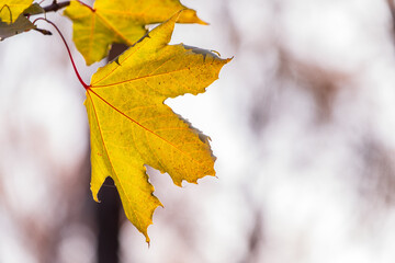 Maple branches with yellow leaves in autumn, in the light of sunset.