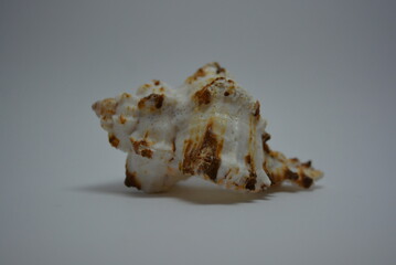 Beautiful and bright sea white, brown shell arranged on white background.