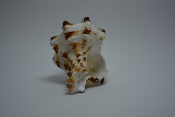 Beautiful and bright sea white, brown shell arranged on white background.