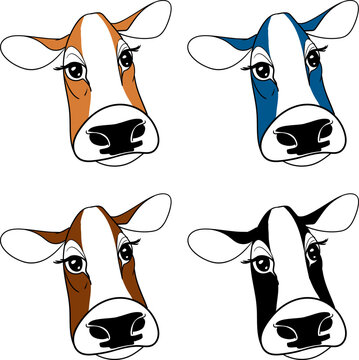 Head of young calf of the Holstein breed in various colors outlined in black