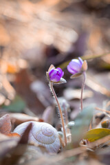 Kwiat przylaszczki (Hepatica nobilis)