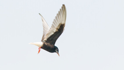 black headed gull