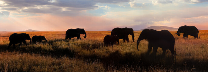 A herd of African elephants in the savannah. Africa. Tanzania.