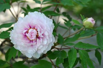 Obraz premium Tree peony flower