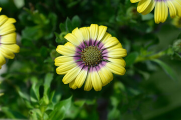 African daisy Blue Eyed Beauty flower