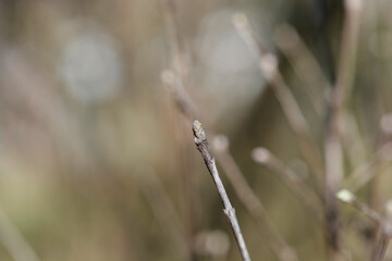 Small-leaved honeysuckle branch with buds