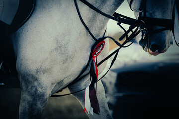 A grey horse, awarded a red rosette, gallops quickly. The winner of the equestrian competitions. Horse riding.