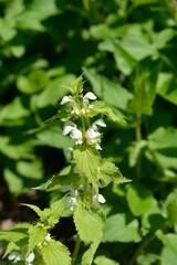 White archangel flowers