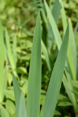Obraz premium Southern Adriatic Iris leaves