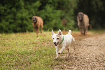 a jack russell terrier and two belgian shepherd malinois dogs running in a park